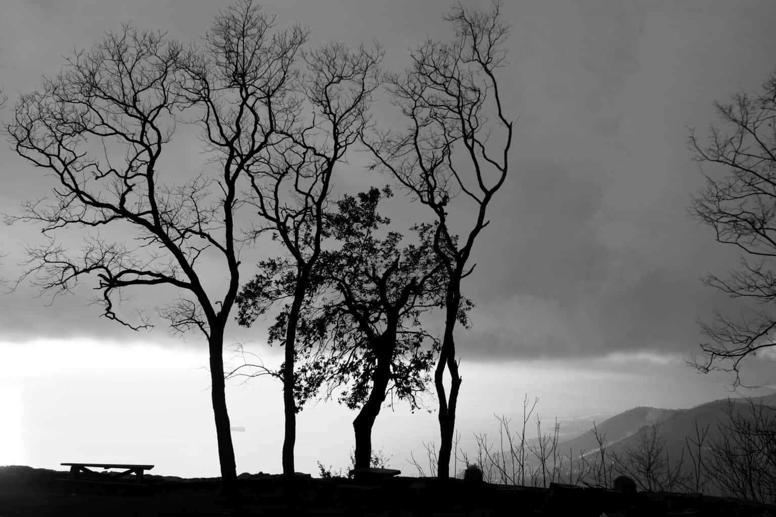 Landscape | 2020-01 | Trees, Pieve Ligure | giovannipasiniphoto.com
