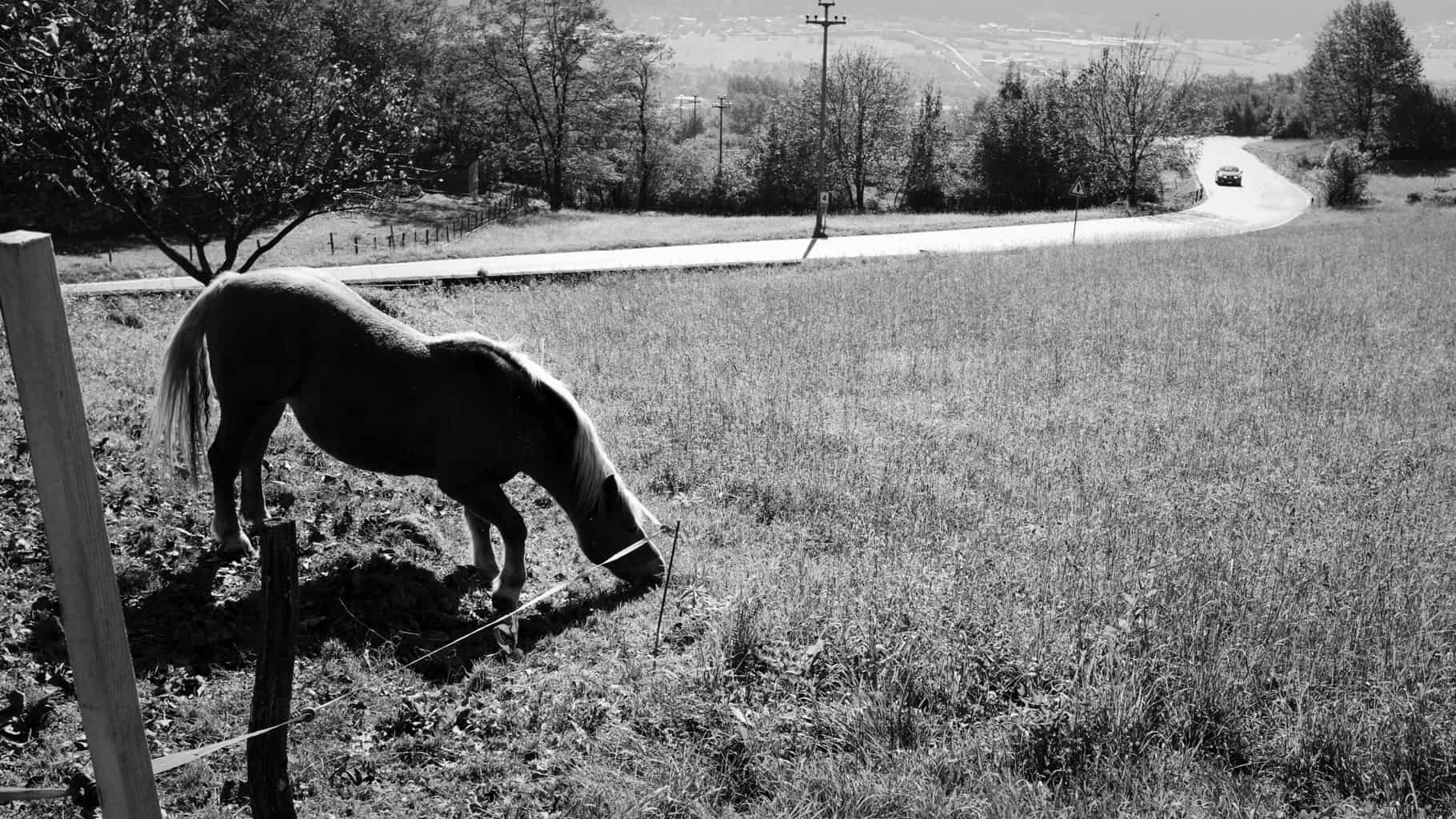 Landscape | 2020-01 | Horse, Postalesio | giovannipasiniphoto.com