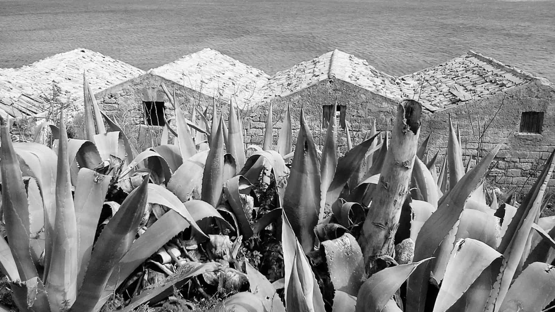 Landscape | 2020-01 | Agaves, San Vito lo capo | giovannipasiniphoto.com