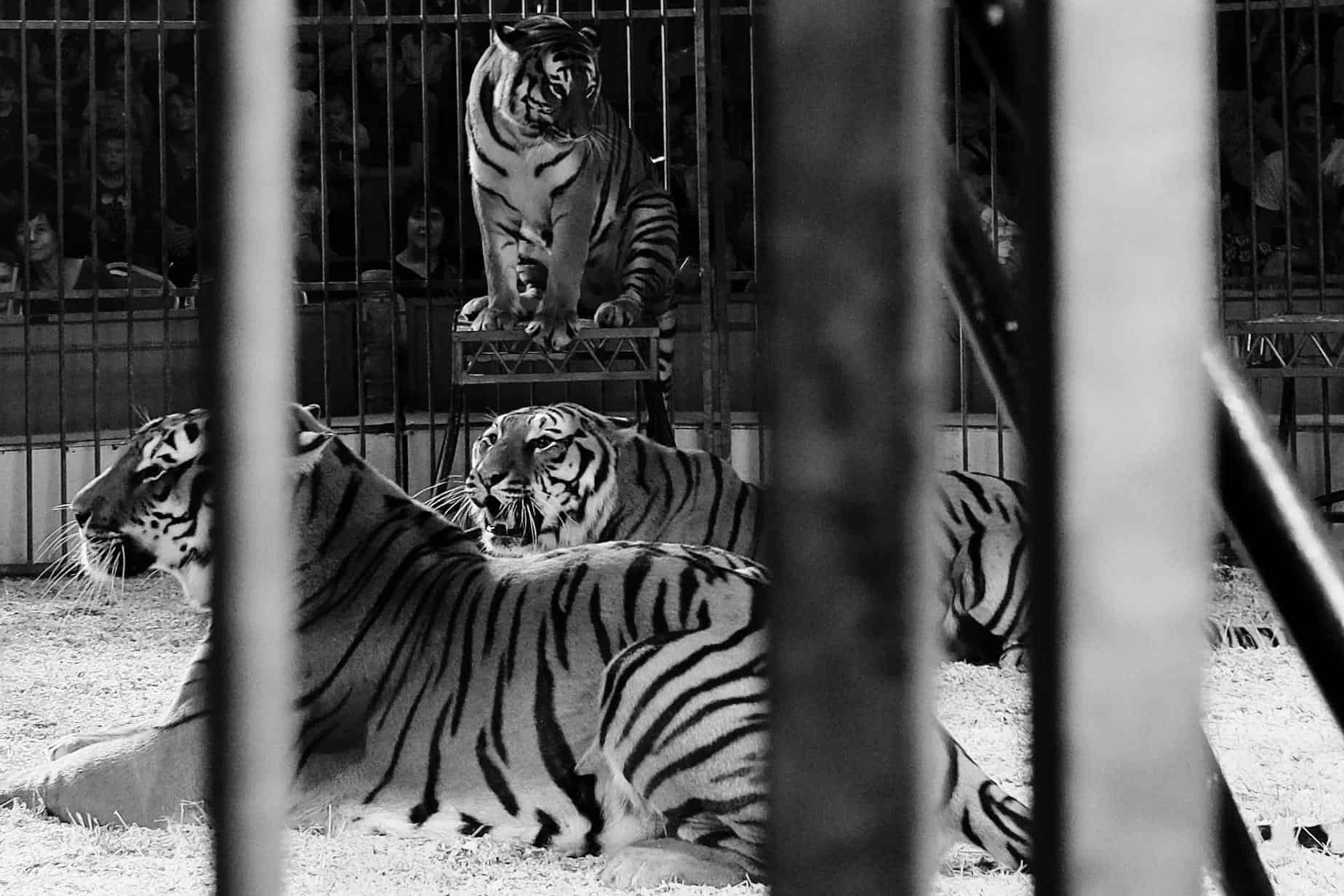 Landscape | 2020-04 | Circus, Honfleur | giovannipasiniphoto.com