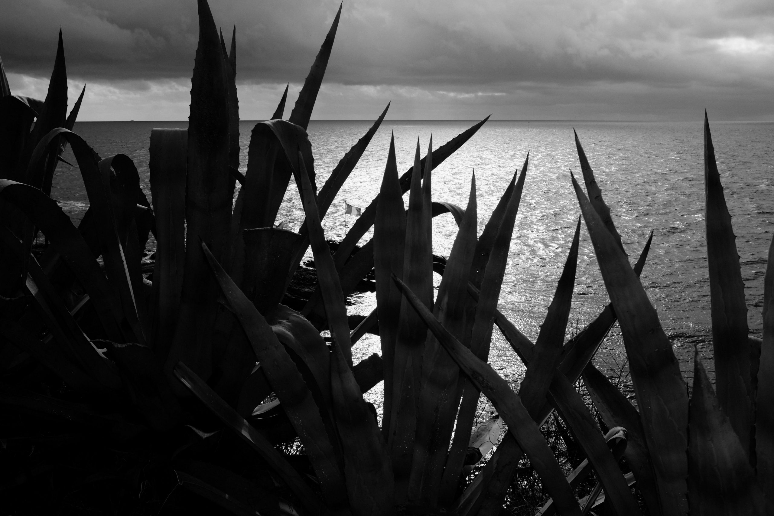 Landscape | 2020-05 | Agaves, Genova | giovannipasiniphoto.com