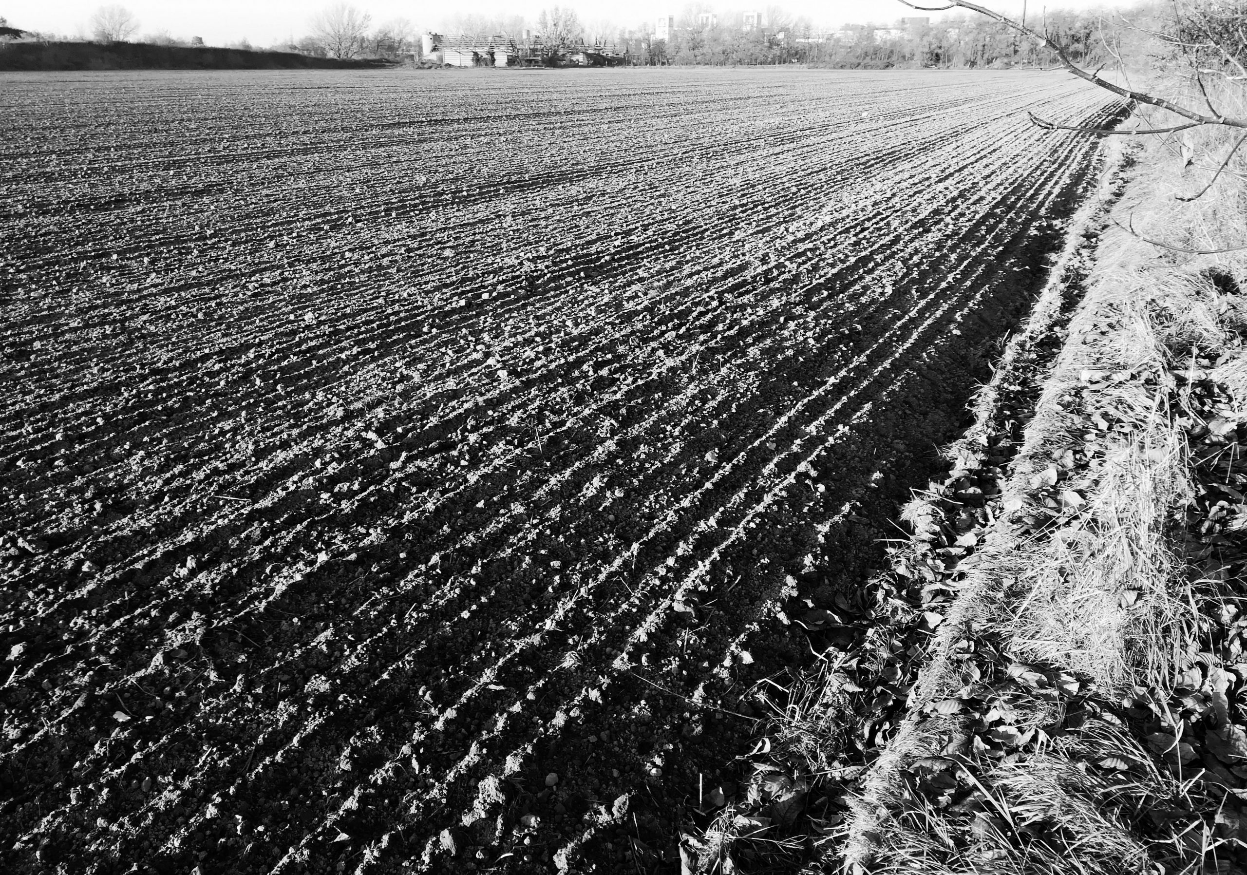 Landscape | 2020-05 | Fields, Rozzano, Milano | giovannipasiniphoto.com