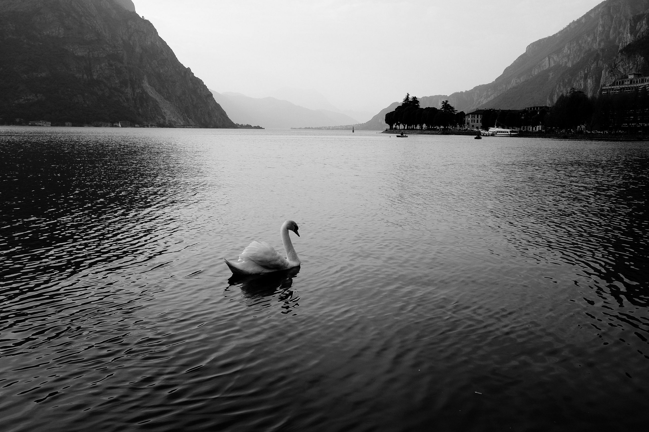 Landscape | 2020-05 | Swan, Lecco | giovannipasiniphoto.com