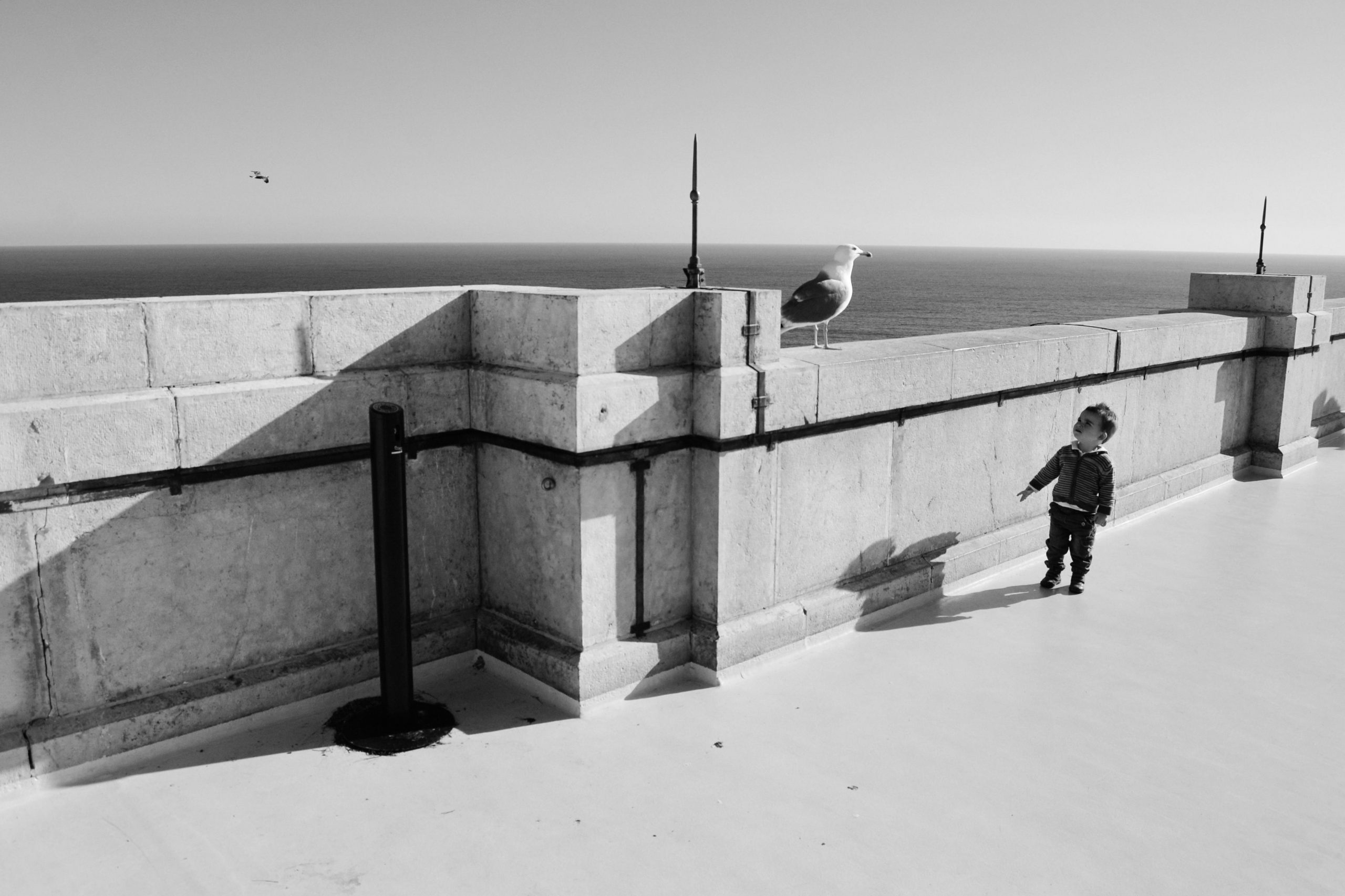 Landscape | 2020-05 | Seagull, Monaco | giovannipasiniphoto.com