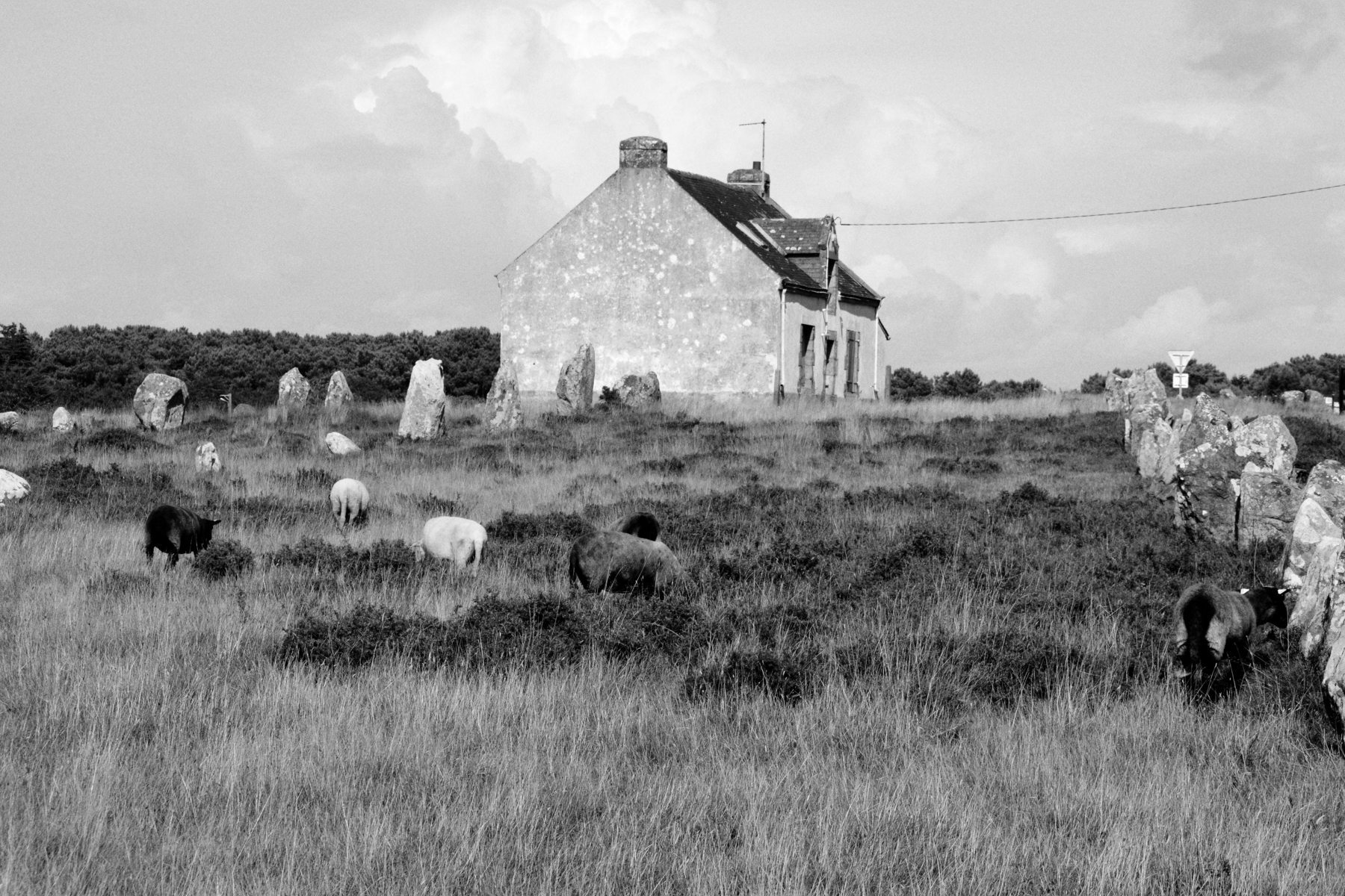 Landscape | 2021-01 | Farm, Karnak | giovannipasiniphoto.com