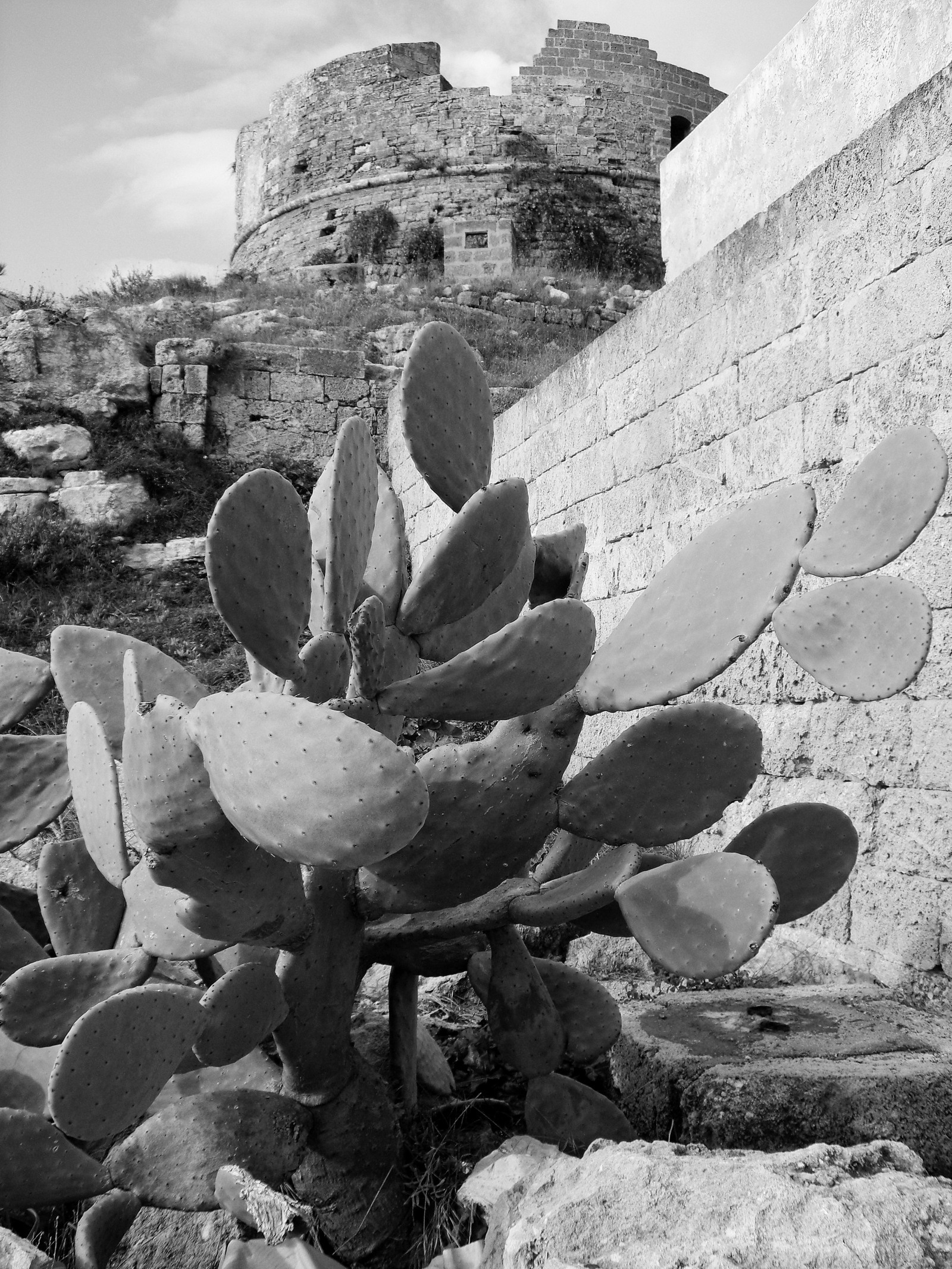 Landscape | 2021-01 | Opuntia ficus indica, Santa Maria di Leuca | giovannipasiniphoto.com