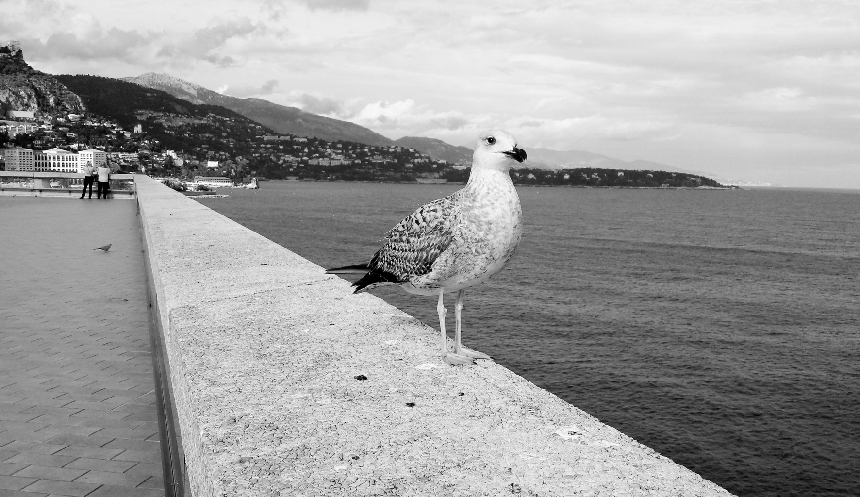 andscape | 2021-01 | Seagull (Principauté de Monaco). | giovannipasiniphoto.com