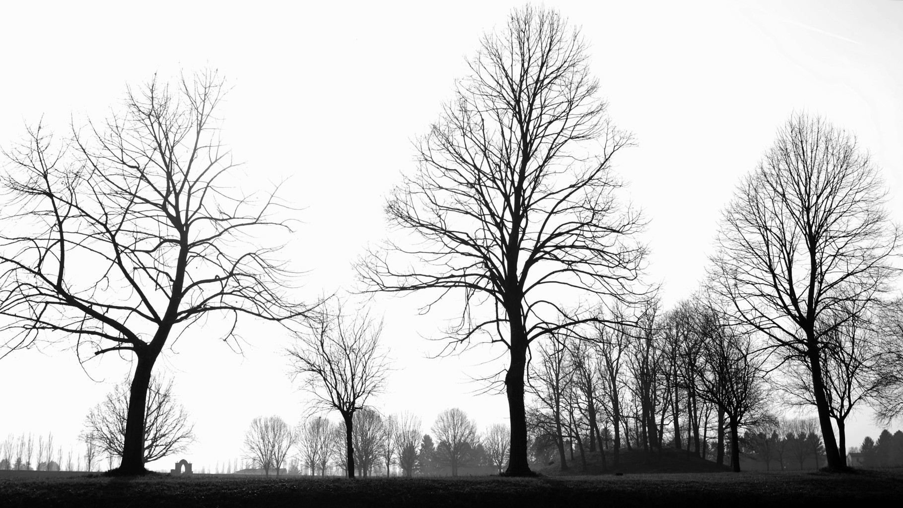andscape | 2021-01 | Trees (Robecco) | giovannipasiniphoto.com